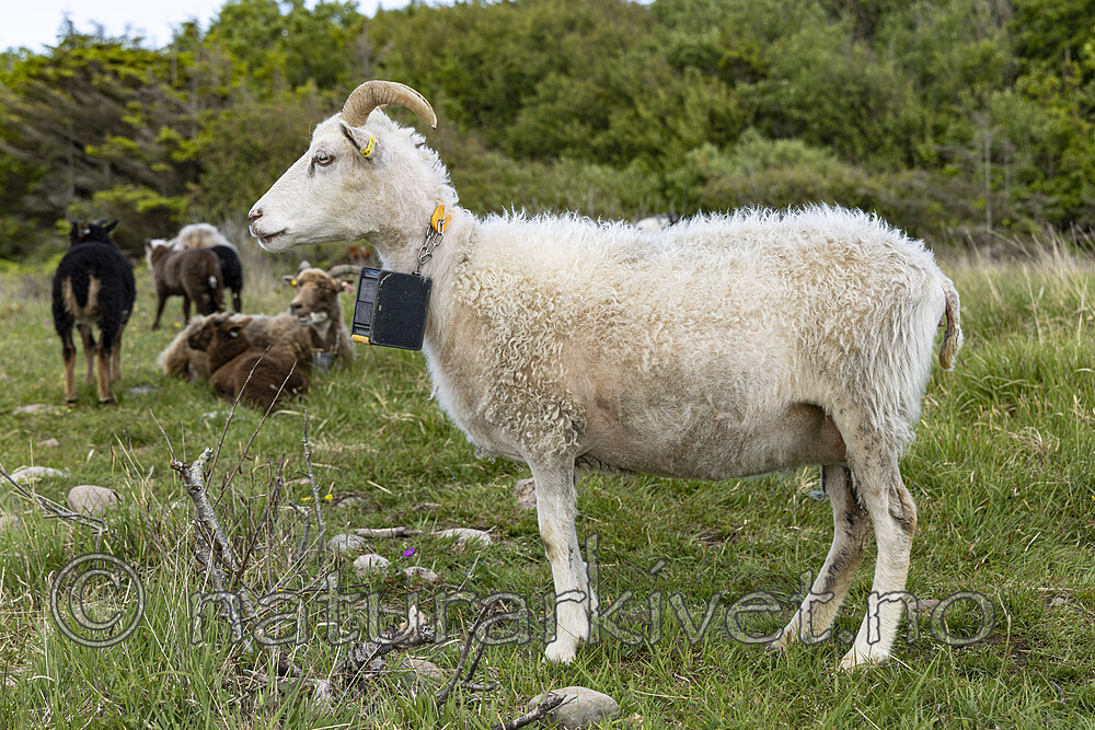 KA_220608_13 / Ovis aries / Sau