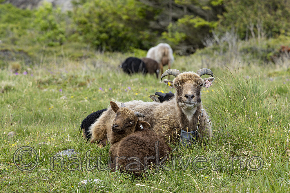 KA_220608_14 / Ovis aries / Sau