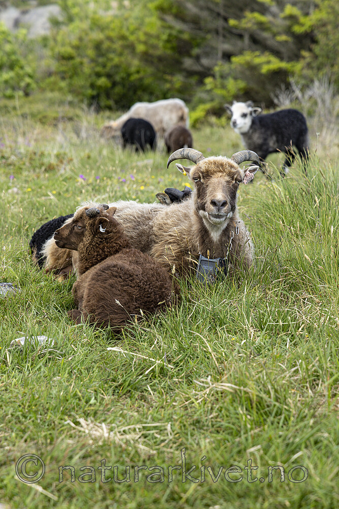 KA_220608_16 / Ovis aries / Sau