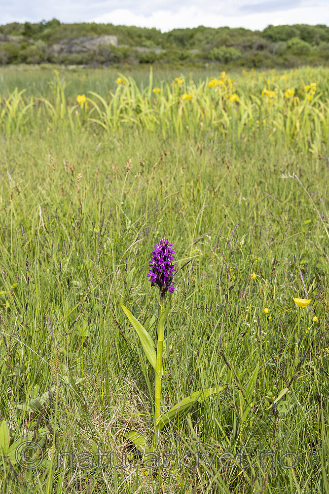 KA_220608_27 / Dactylorhiza incarnata / Engmarihand