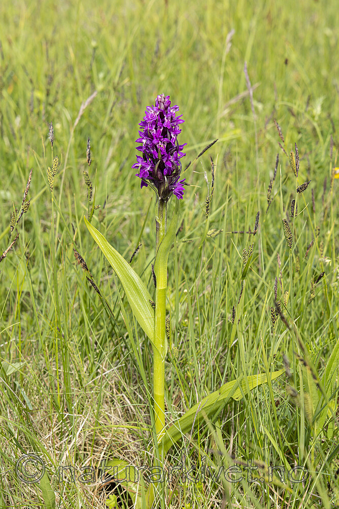 KA_220608_28 / Dactylorhiza incarnata / Engmarihand