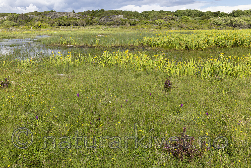 KA_220608_31 / Dactylorhiza incarnata / Engmarihand