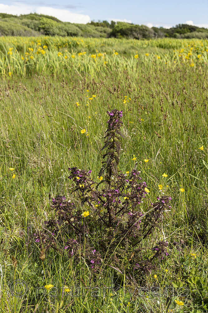 KA_220608_32 / Pedicularis palustris / Myrklegg