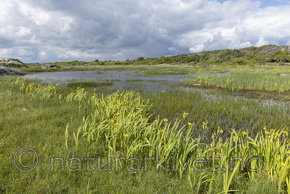 KA_220608_35 / Iris pseudacorus / Sverdlilje