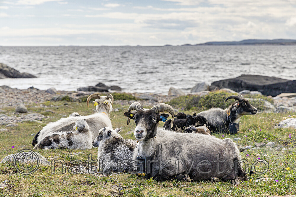 KA_220608_4 / Ovis aries / Sau