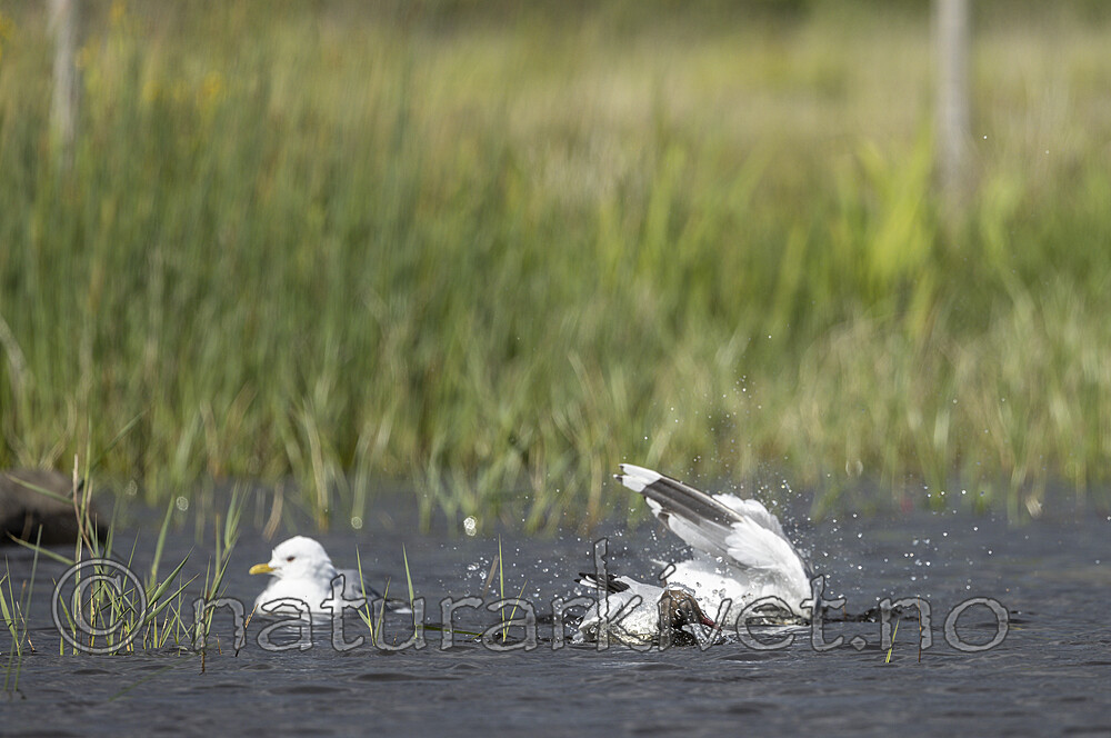 KA_220608_40 / Chroicocephalus ridibundus / Hettemåke <br /> Larus canus / Fiskemåke