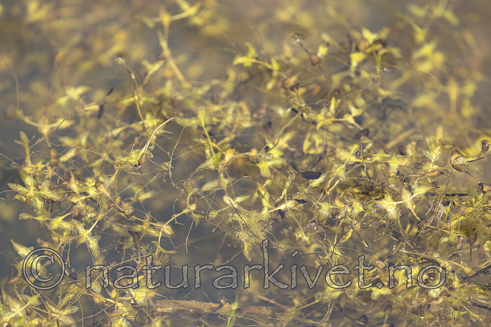 KA_220608_45 / Lemna trisulca / Korsandemat