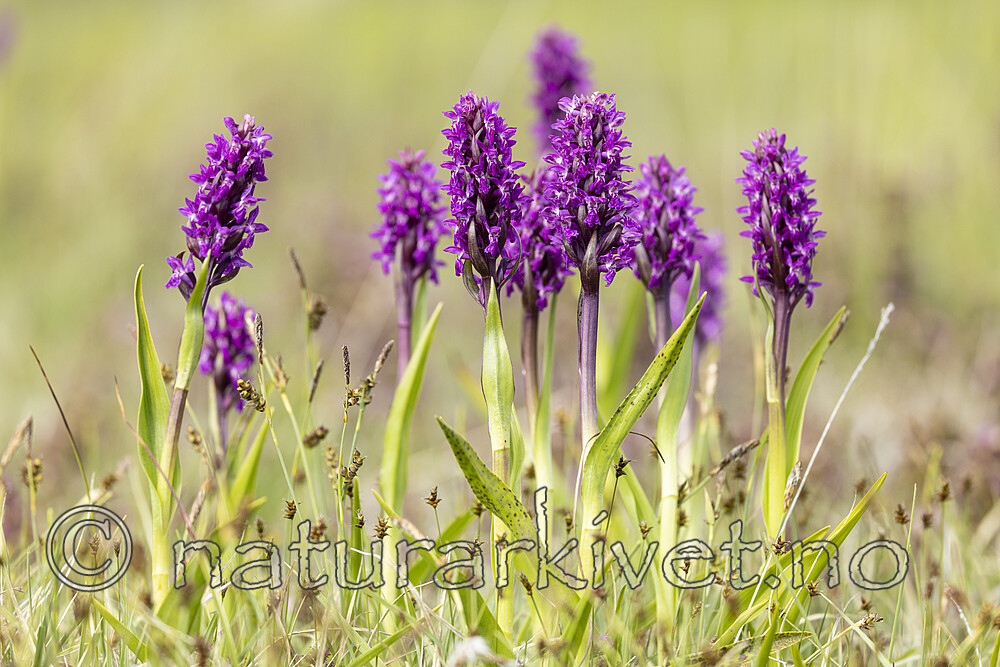 KA_220608_47 / Dactylorhiza incarnata / Engmarihand