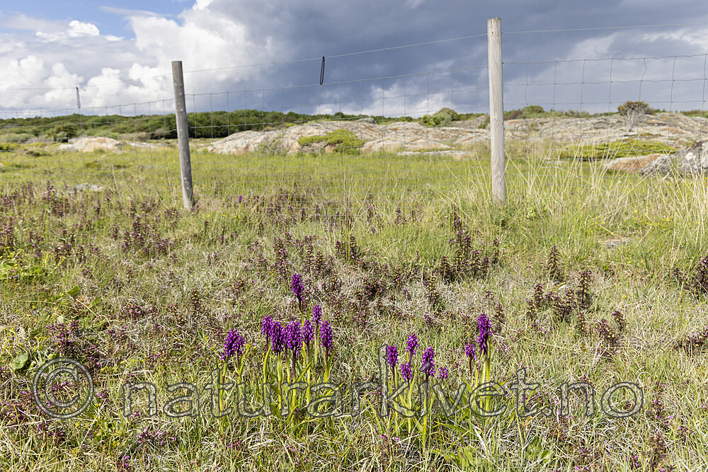 KA_220608_53 / Dactylorhiza incarnata / Engmarihand