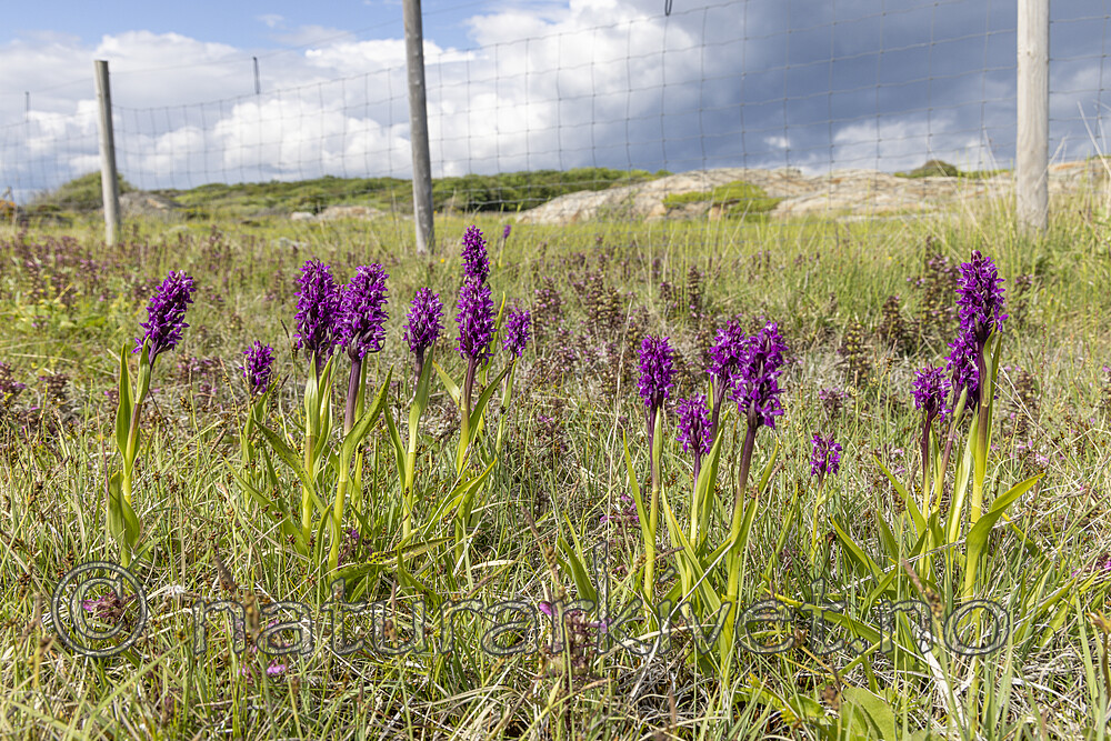 KA_220608_57 / Dactylorhiza incarnata / Engmarihand