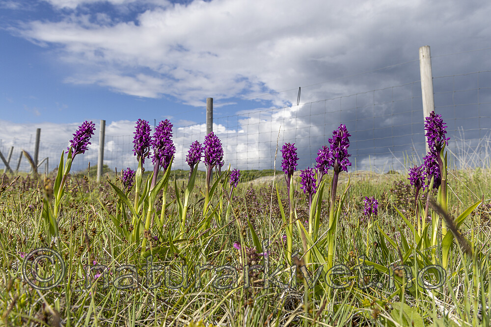 KA_220608_60 / Dactylorhiza incarnata / Engmarihand