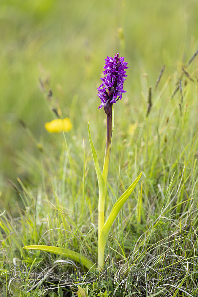 KA_220608_63 / Dactylorhiza incarnata / Engmarihand