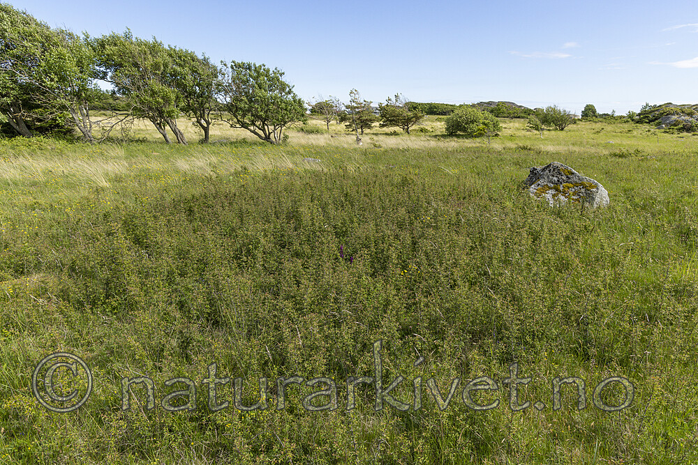 KA_220608_66 / Prunus spinosa / Slåpetorn