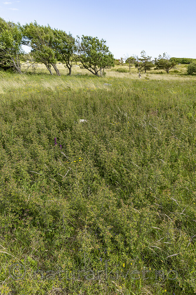 KA_220608_67 / Prunus spinosa / Slåpetorn