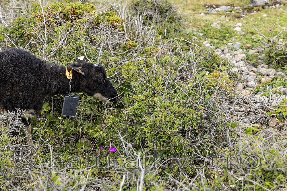 KA_220608_7 / Ovis aries / Sau