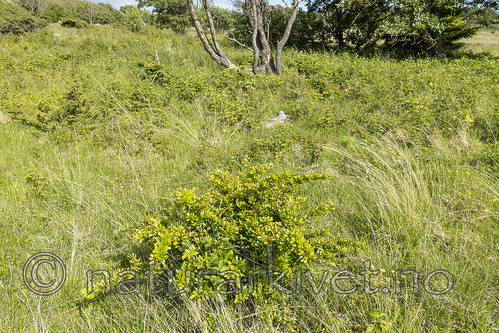 KA_220608_71 / Berberis thunbergii / Høstberberis