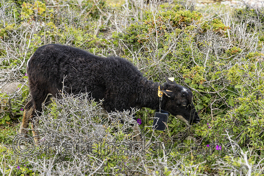 KA_220608_8 / Ovis aries / Sau