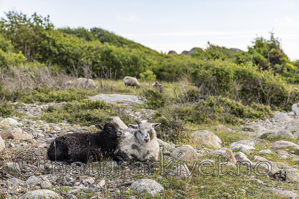 KA_220608_9 / Ovis aries / Sau