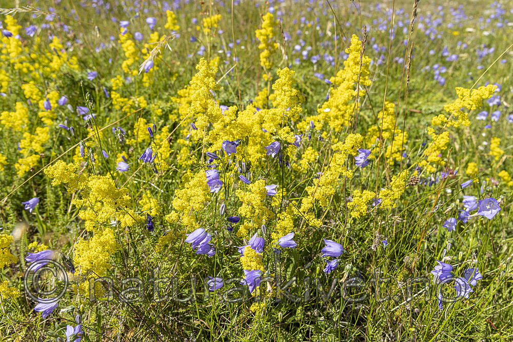 KA_220709_14 / Campanula rotundifolia / Blåklokke <br /> Galium verum / Gulmaure