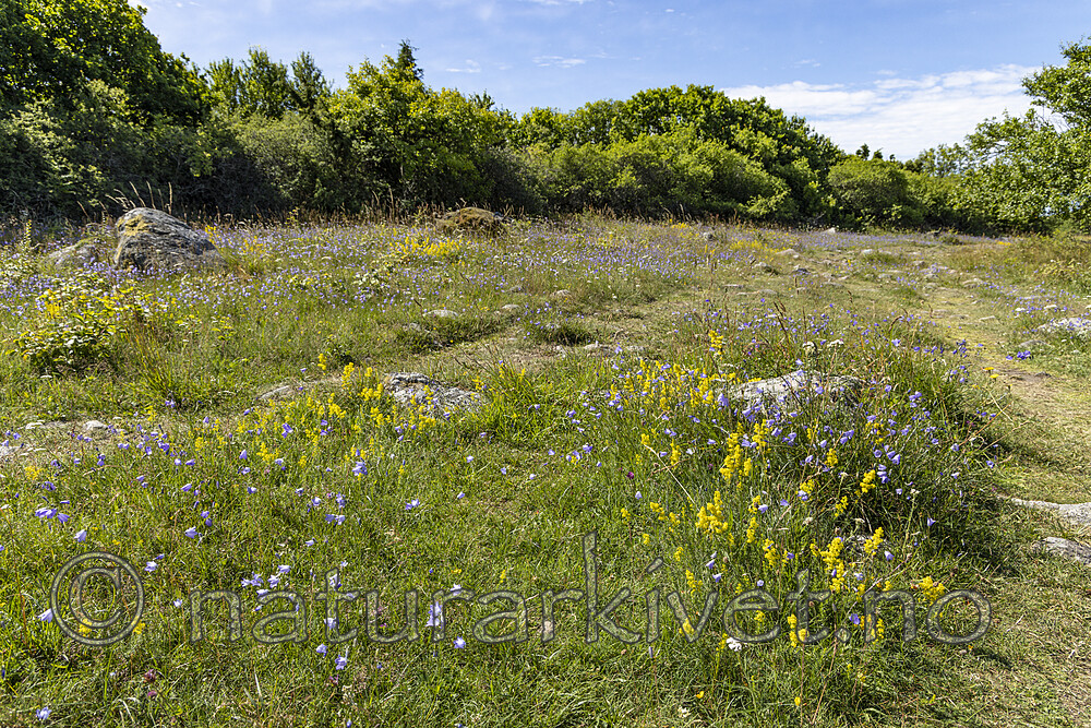 KA_220709_2 / Campanula rotundifolia / Blåklokke <br /> Galium verum / Gulmaure