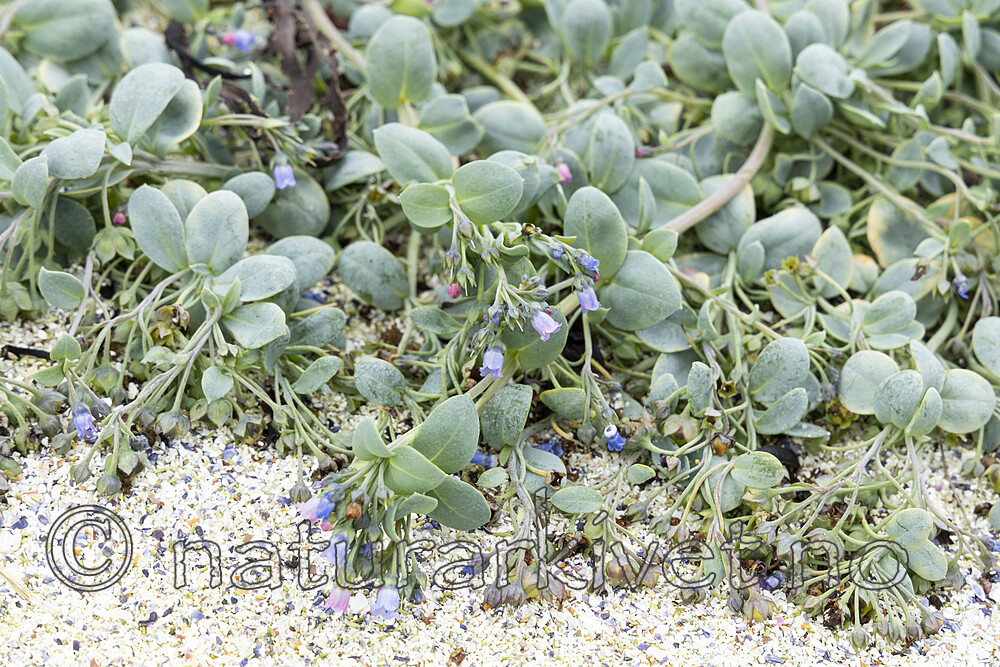 KA_220816_63 / Mertensia maritima / østersurt