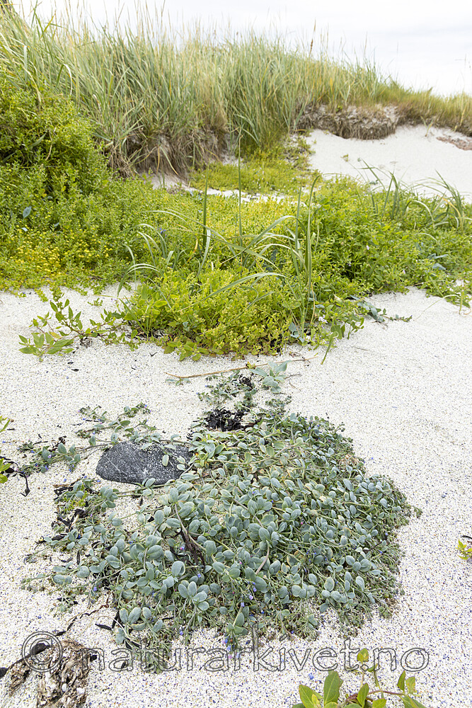 KA_220816_64 / Mertensia maritima / østersurt