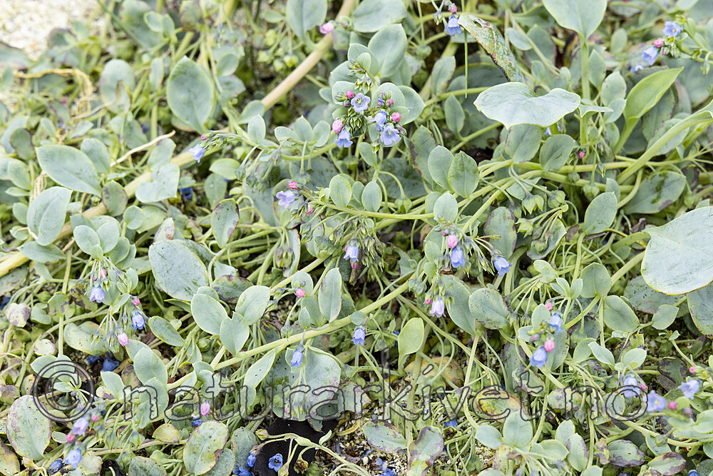 KA_220816_65 / Mertensia maritima / østersurt