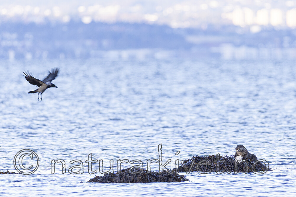 KA_220929_16 / Corvus cornix / Kråke <br /> Lutra lutra / Oter