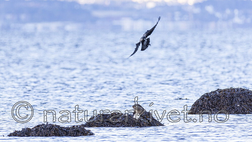 KA_220929_17 / Corvus cornix / Kråke <br /> Lutra lutra / Oter