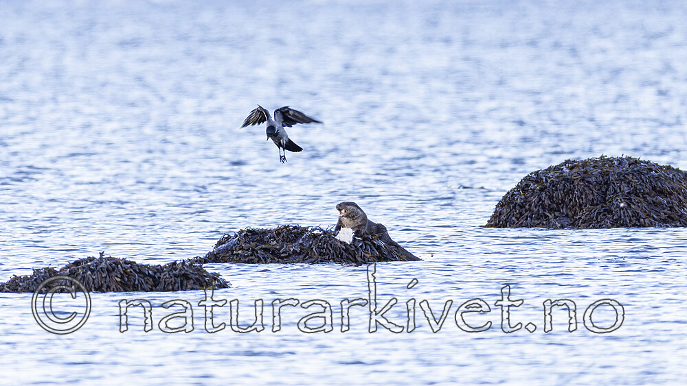 KA_220929_18 / Corvus cornix / Kråke <br /> Lutra lutra / Oter