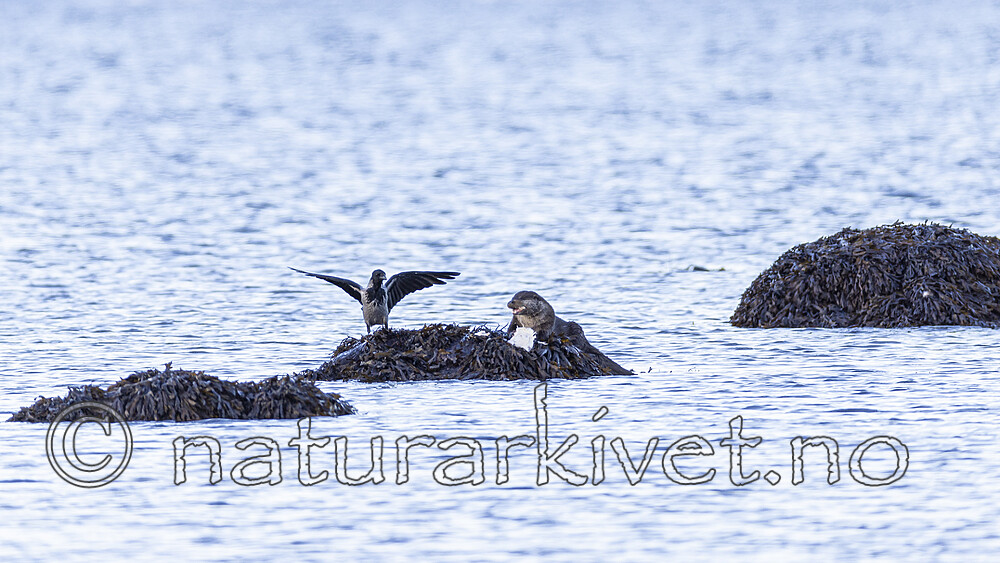 KA_220929_19 / Corvus cornix / Kråke <br /> Lutra lutra / Oter