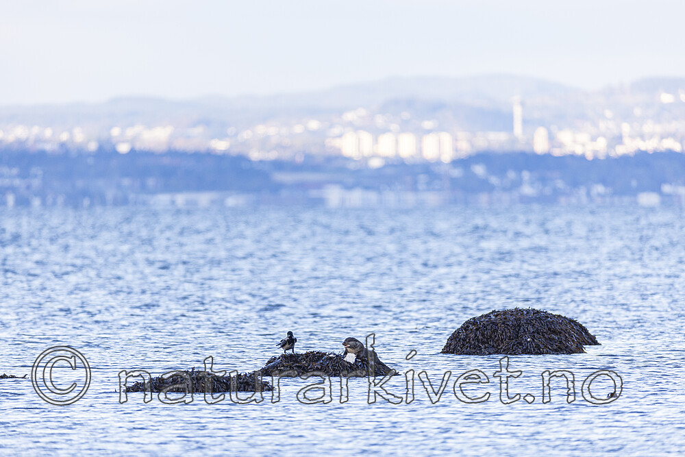 KA_220929_21 / Corvus cornix / Kråke <br /> Lutra lutra / Oter