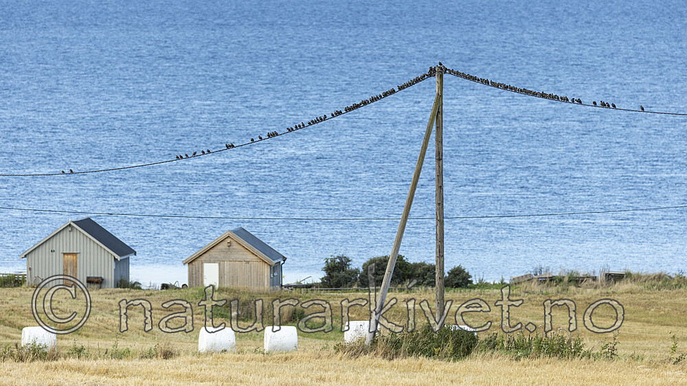 KA_220929_32 / Sturnus vulgaris / Stær