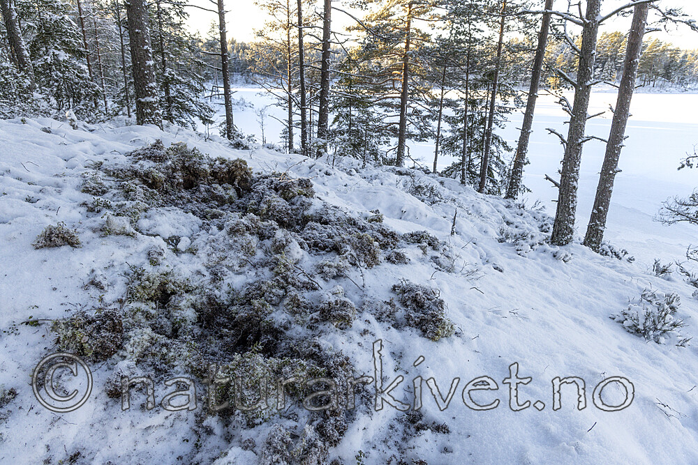 KA_221212_1 / Sus scrofa / Villsvin