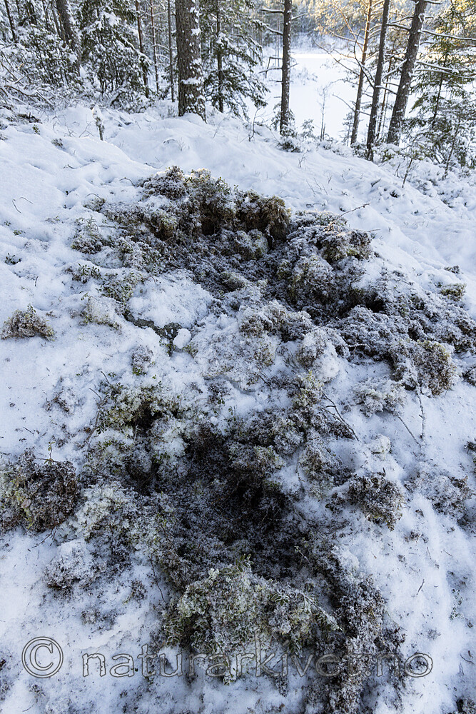 KA_221212_3 / Sus scrofa / Villsvin