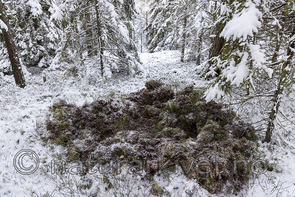 KA_221212_8 / Sus scrofa / Villsvin