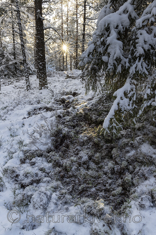 KA_221212_9 / Sus scrofa / Villsvin