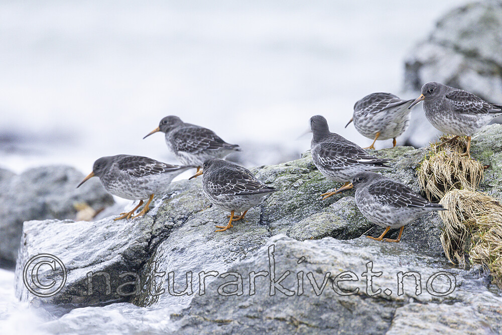 KA_230125_29 / Calidris maritima / Fjæreplytt