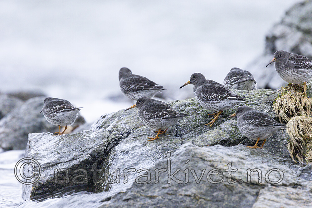 KA_230125_30 / Calidris maritima / Fjæreplytt