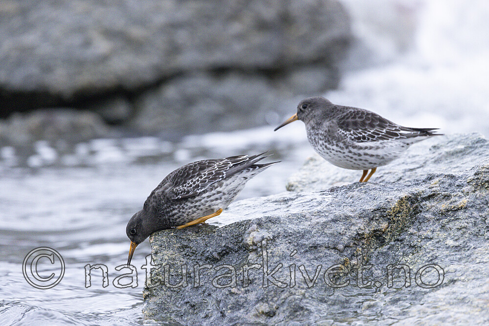 KA_230125_38 / Calidris maritima / Fjæreplytt