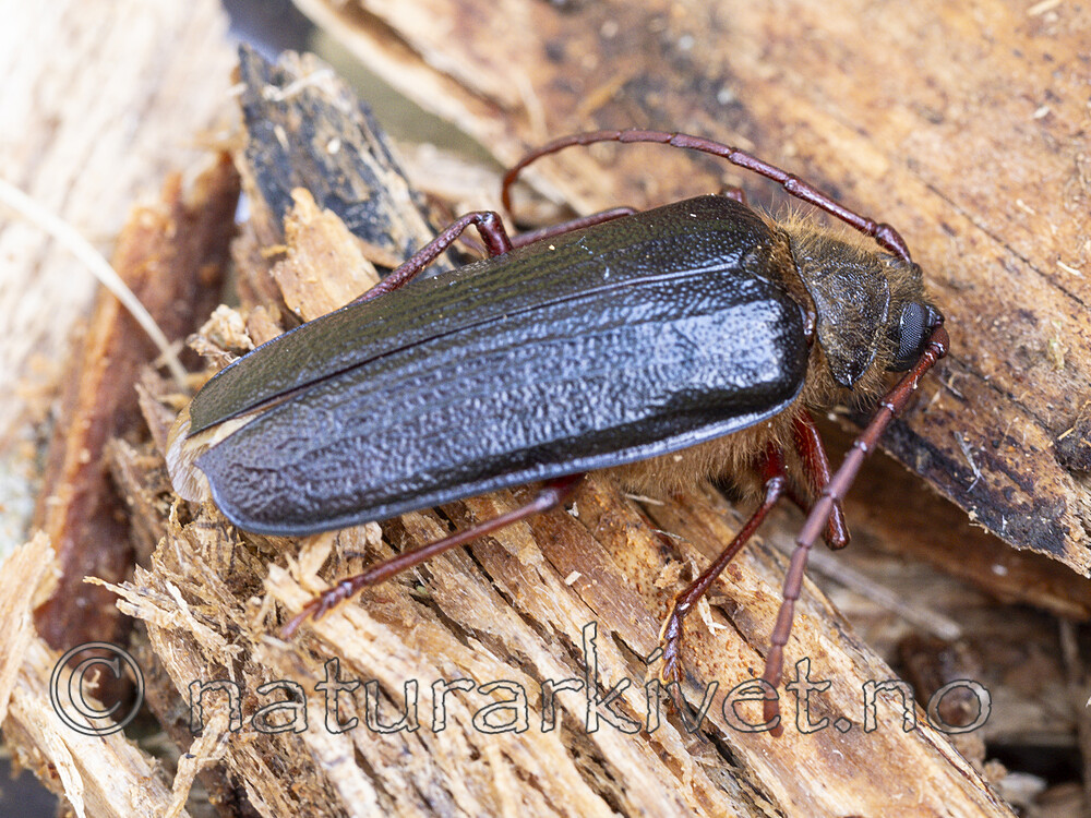 KA_230822_3 / Tragosoma depsarium