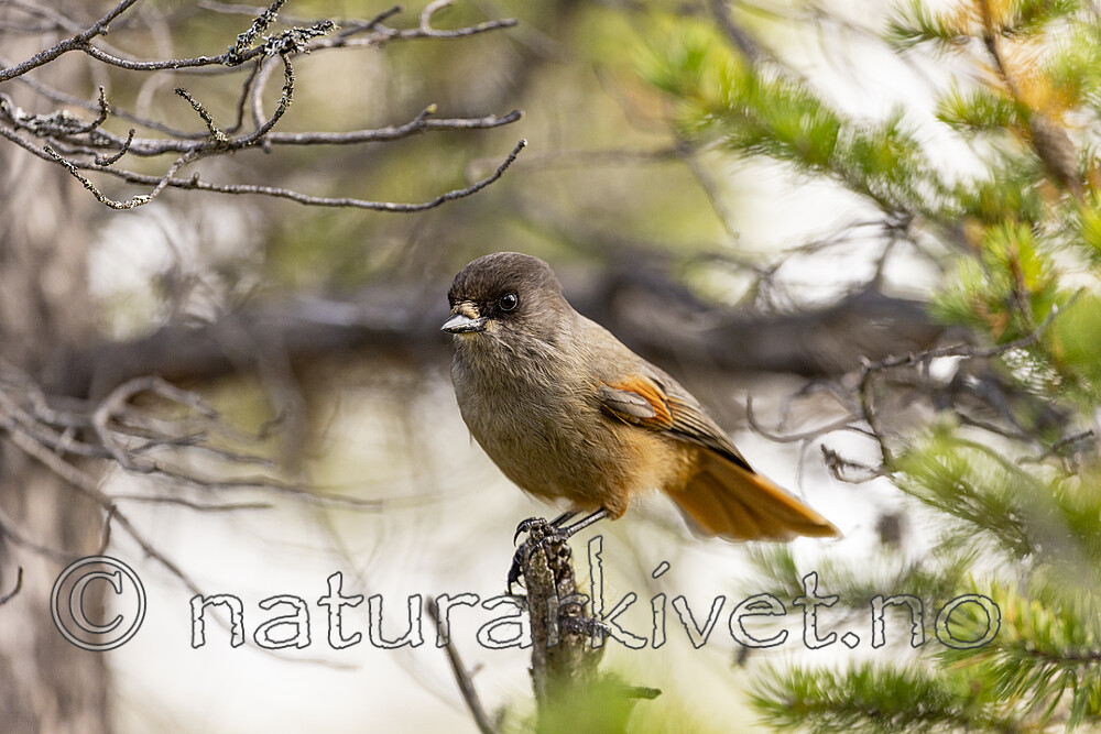 KA_230929_28 / Perisoreus infaustus / Lavskrike