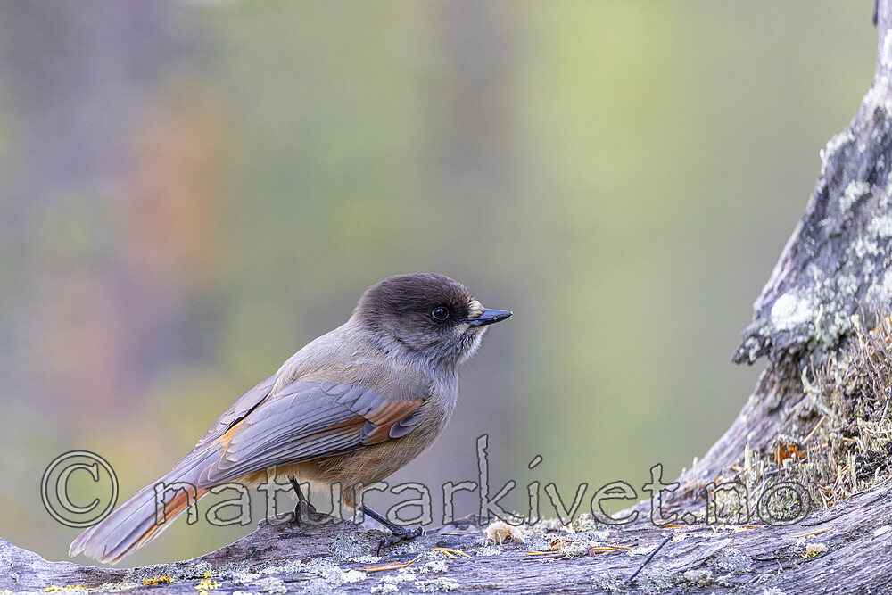 KA_230929_31 / Perisoreus infaustus / Lavskrike