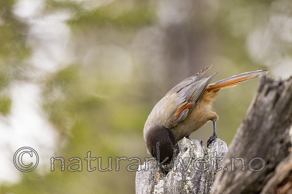 KA_230929_7 / Perisoreus infaustus / Lavskrike