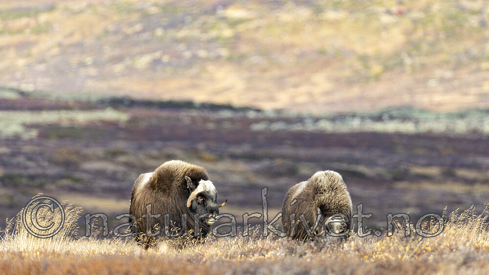 KA_230930_16 / Ovibos moschatus / Moskusfe