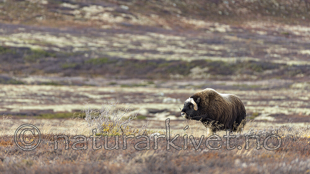 KA_230930_35 / Ovibos moschatus / Moskusfe