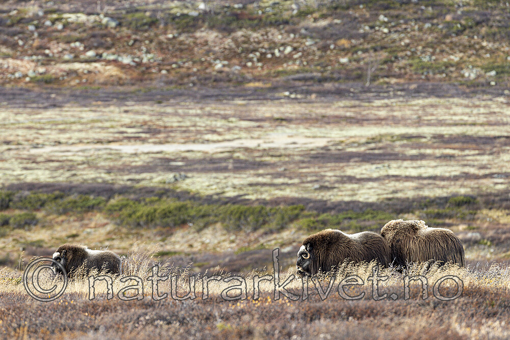 KA_230930_38 / Ovibos moschatus / Moskusfe