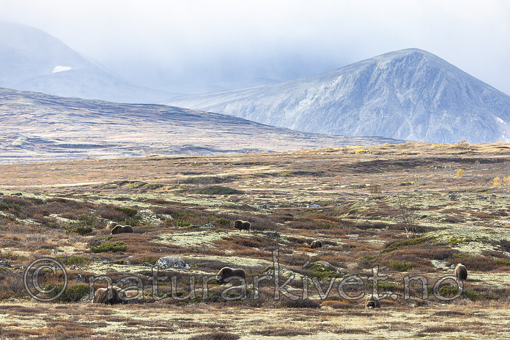 KA_230930_54 / Ovibos moschatus / Moskusfe