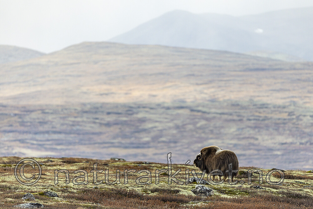 KA_230930_56 / Ovibos moschatus / Moskusfe