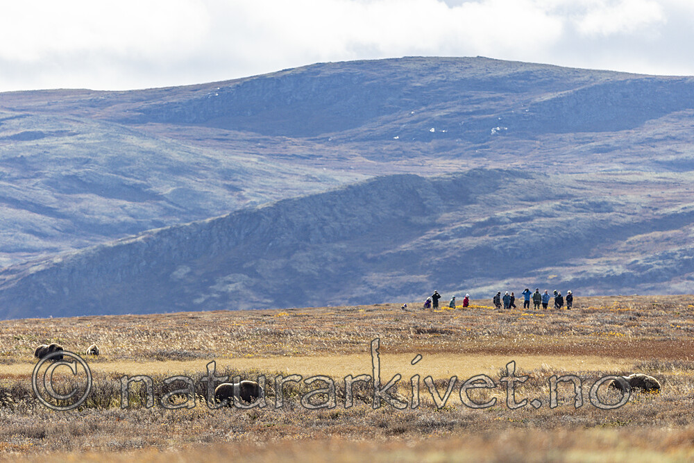 KA_230930_6 / Ovibos moschatus / Moskusfe